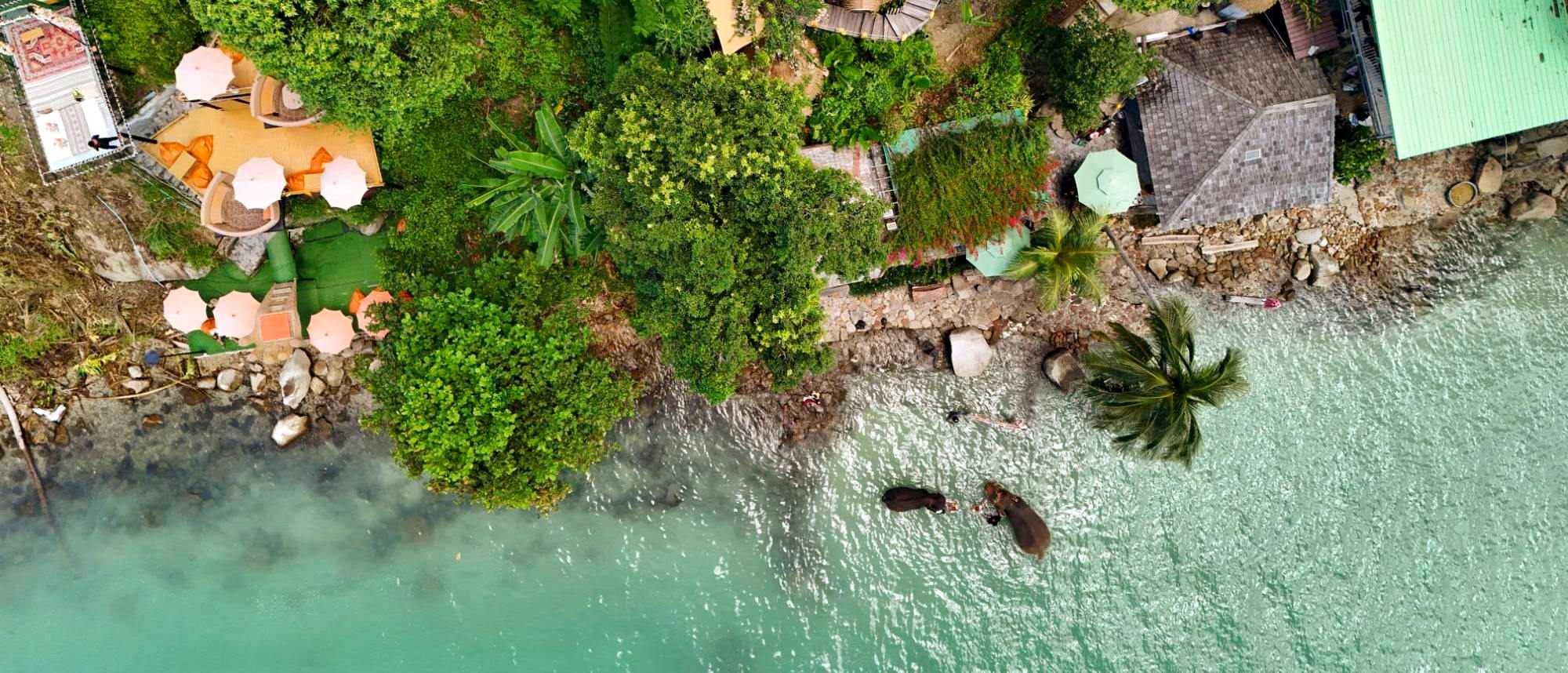 Aerial view of a jungle coastline with elephants bathing in the sea